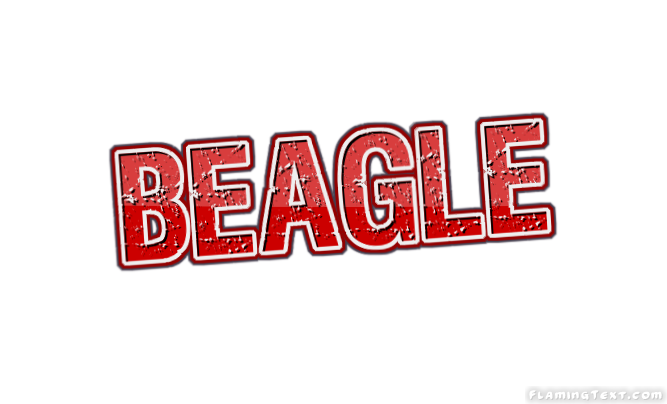Beagle Ciudad