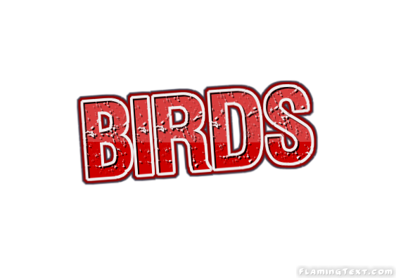 Birds Cidade