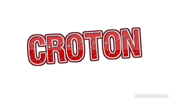 Croton Ciudad