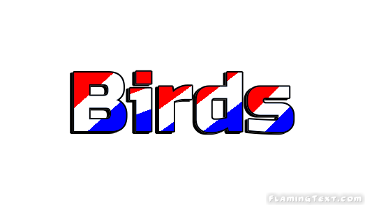Birds Ciudad